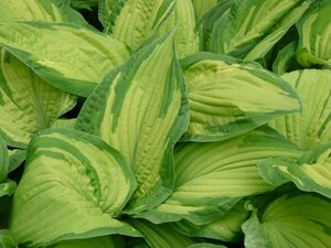 Hosta 'Fortunei Albopicta' geen maat specificatie 0,55L/P9cm - afbeelding 2