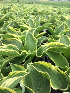 Hosta 'Fortunei Aureomarginata' geen maat specificatie 0,55L/P9cm - afbeelding 5