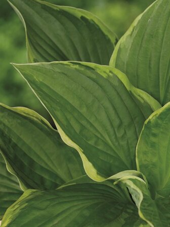 Hosta 'Fortunei Aureomarginata' geen maat specificatie 0,55L/P9cm - afbeelding 1