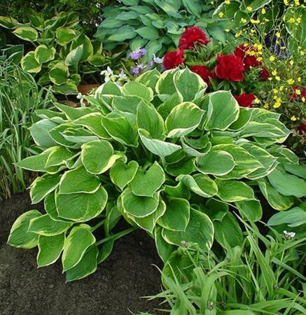 Hosta 'Fortunei Aureomarginata' geen maat specificatie 0,55L/P9cm - afbeelding 3