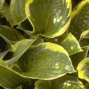 Hosta 'Fortunei Aureomarginata' geen maat specificatie 0,55L/P9cm - afbeelding 4