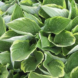 Hosta 'Fortunei Aureomarginata' geen maat specificatie 0,55L/P9cm - afbeelding 6