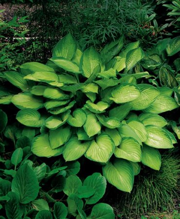 Hosta 'Gold Standard' geen maat specificatie 0,55L/P9cm - afbeelding 1