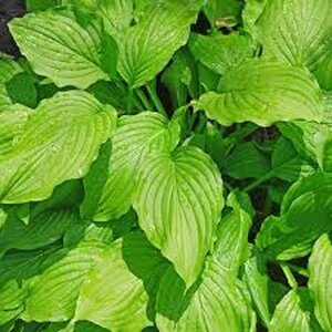 Hosta 'Honeybells' geen maat specificatie 0,55L/P9cm