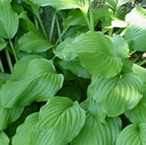 Hosta 'Honeybells' geen maat specificatie 0,55L/P9cm - afbeelding 2