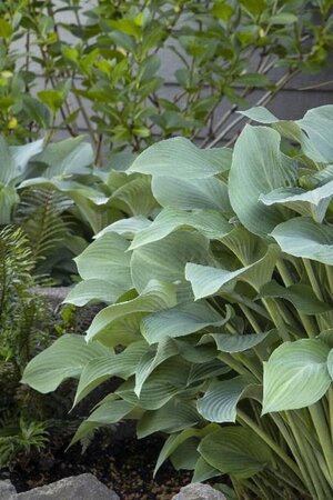 Hosta 'Krossa Regal' geen maat specificatie 0,55L/P9cm - afbeelding 4