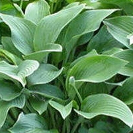 Hosta 'Krossa Regal' geen maat specificatie 0,55L/P9cm - afbeelding 2