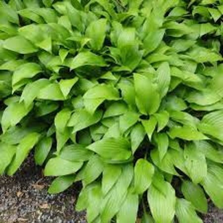 Hosta lancifolia geen maat specificatie 0,55L/P9cm - afbeelding 1
