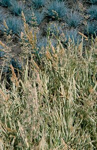 Holcus mollis 'Albovariegatus' geen maat specificatie 0,55L/P9cm