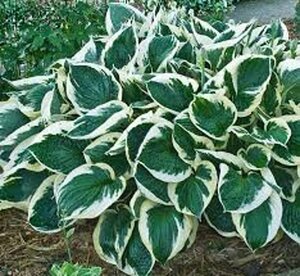 Hosta 'Minuteman' geen maat specificatie 0,55L/P9cm
