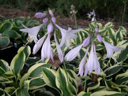 Hosta 'Patriot' geen maat specificatie 0,55L/P9cm - afbeelding 4