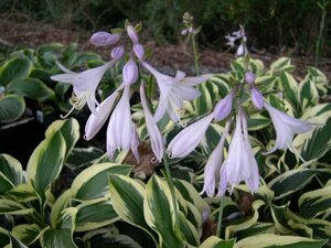 Hosta 'Patriot' geen maat specificatie 0,55L/P9cm - afbeelding 4