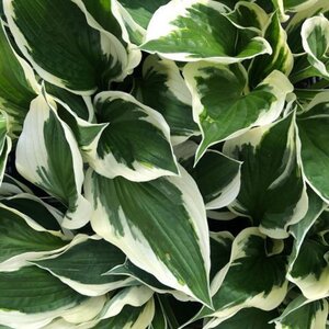Hosta 'Patriot' geen maat specificatie 0,55L/P9cm - afbeelding 2