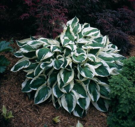 Hosta 'Patriot' geen maat specificatie 0,55L/P9cm - afbeelding 3