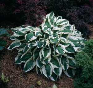 Hosta 'Patriot' geen maat specificatie 0,55L/P9cm - afbeelding 3