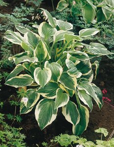 Hosta 'Patriot' geen maat specificatie 0,55L/P9cm - afbeelding 6