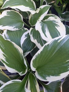 Hosta 'Patriot' geen maat specificatie 0,55L/P9cm - afbeelding 2