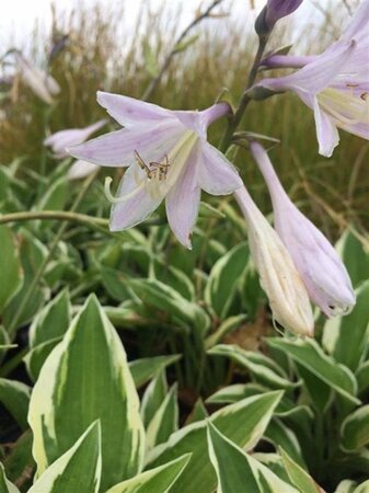 Hosta 'Patriot' geen maat specificatie 0,55L/P9cm - afbeelding 1