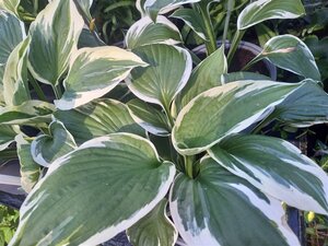 Hosta 'Patriot' geen maat specificatie 0,55L/P9cm - afbeelding 10