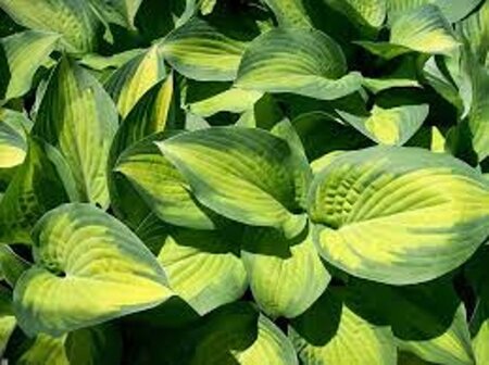 Hosta 'Paul's Glory' geen maat specificatie 0,55L/P9cm - afbeelding 1