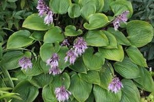 Hosta 'Purple Heart' geen maat specificatie 0,55L/P9cm - afbeelding 1