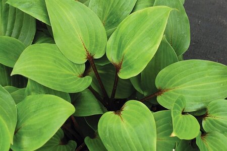 Hosta 'Purple Heart' geen maat specificatie 0,55L/P9cm - afbeelding 3