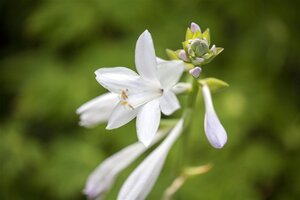 Hosta 'Royal Standard' geen maat specificatie 0,55L/P9cm