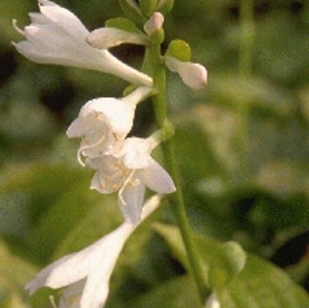 Hosta 'Royal Standard' geen maat specificatie 0,55L/P9cm - afbeelding 6