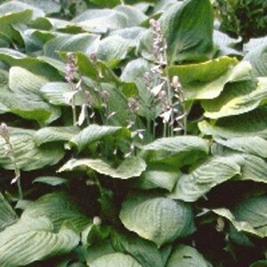 Hosta sieboldiana geen maat specificatie 0,55L/P9cm - afbeelding 5