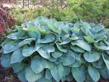 Hosta sieboldiana geen maat specificatie 0,55L/P9cm - afbeelding 6