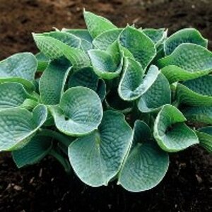 Hosta sieboldiana geen maat specificatie 0,55L/P9cm - afbeelding 7