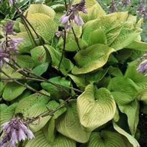 Hosta 'Sum and Substance' geen maat specificatie 0,55L/P9cm - afbeelding 3
