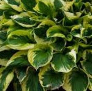 Hosta 'Twilight' geen maat specificatie 0,55L/P9cm