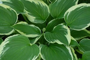Hosta 'Undulata Albomarginata' geen maat specificatie 0,55L/P9cm