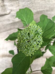 Hydrangea a. 'Annabelle' 60-80 cm cont. 10L