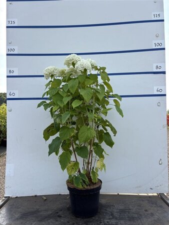 Hydrangea a. 'Annabelle' 60-80 cm cont. 7,5L