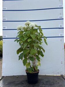 Hydrangea a. 'Annabelle' 60-80 cm cont. 7,5L