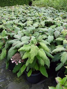 Hydrangea asp. 'Macrophylla' 30-40 cm cont. 3,0L