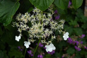 Hydrangea anomala petiolaris 60-80 cm cont. 10L