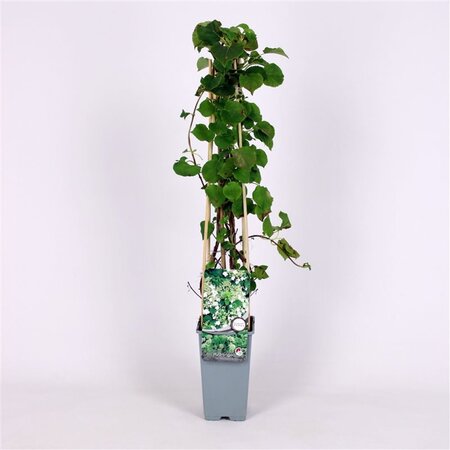 Hydrangea anomala petiolaris 70 cm vierkant 2L - afbeelding 2