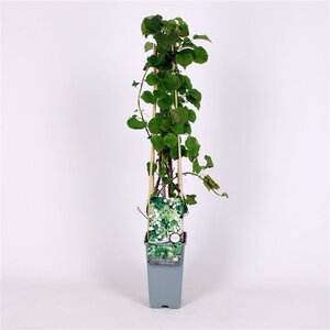 Hydrangea anomala petiolaris 70 cm vierkant 2L - afbeelding 2