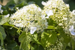 Hydrangea anomala petiolaris 70 cm vierkant 2L
