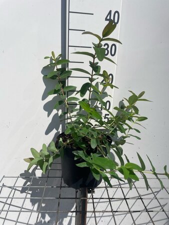 Hypericum 'Hidcote' geen maat specificatie cont. 3,0L