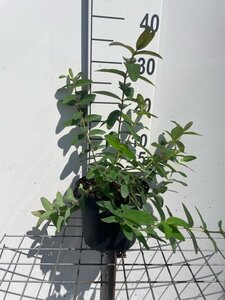 Hypericum 'Hidcote' geen maat specificatie cont. 3,0L