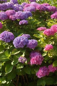 Hydrangea m. 'Bodensee' BLAUW 25-30 cm cont. 3,0L