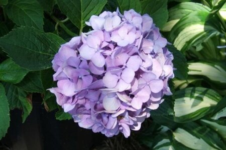 Hydrangea m. 'Bodensee' BLAUW 25-30 cm cont. 3,0L - afbeelding 2