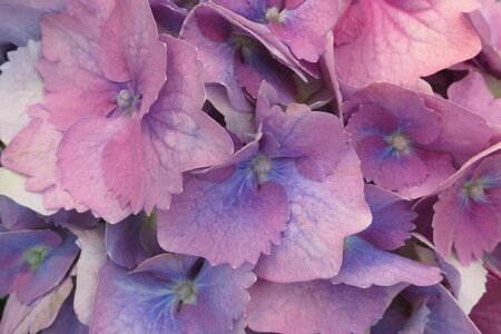 Hydrangea m. 'Bodensee' BLAUW 25-30 cm cont. 3,0L - afbeelding 3