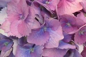 Hydrangea m. 'Bodensee' BLAUW 25-30 cm cont. 3,0L - afbeelding 3