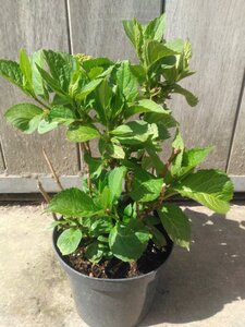 Hydrangea m. 'Bodensee' BLAUW 25-30 cm cont. 3,0L - afbeelding 4