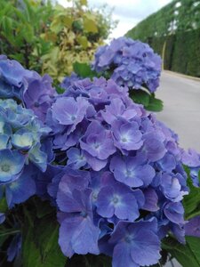 Hydrangea m. 'Bodensee' BLAUW 25-30 cm cont. 3,0L - afbeelding 5
